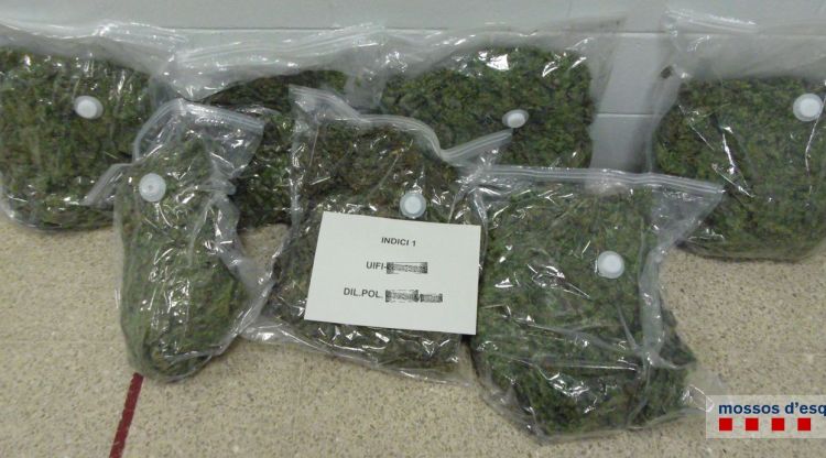 La marihuana incautada pels Mossos d'Esquadra