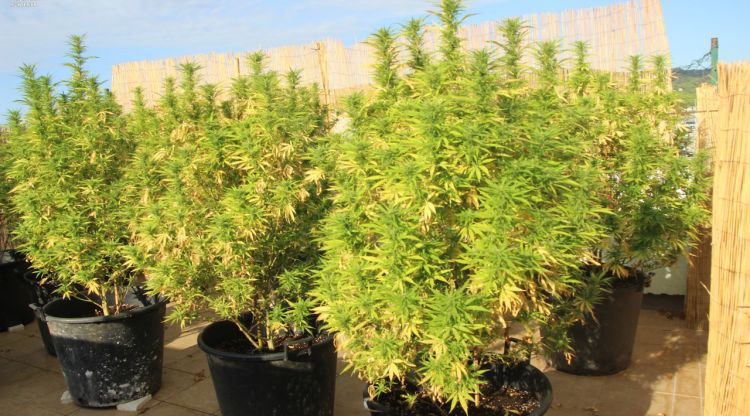 Pla mitjà de diverses plantes de marihuana intervinguda per la Guàrdia Civil