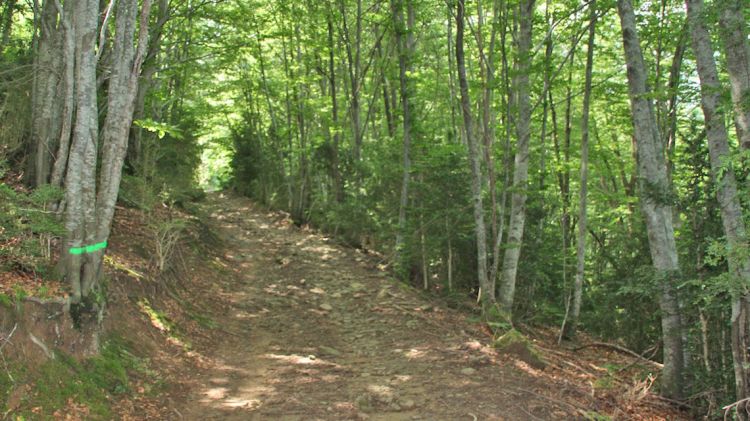 Fageda d'en Jordà, a la Garrotxa