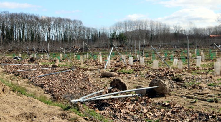 Un camp destrossat a Tordera (arxiu). ACN