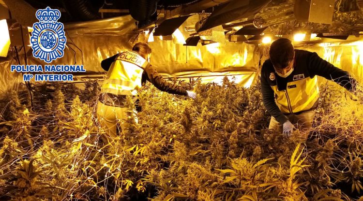 Agents de la Policia Nacional desmantellant una de les dues plantacions de marihuana en un dels xalets de Lloret de Mar