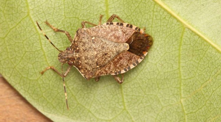 Un exemplar de bernat marbrejat (Halyomorpha halys)