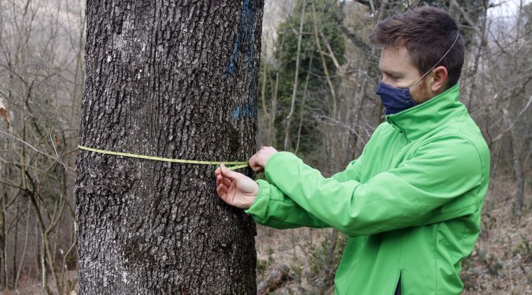 Un investigador mesura el tronc d'un arbre en una finca a Ribes de Freser (Ripollès). ACN
