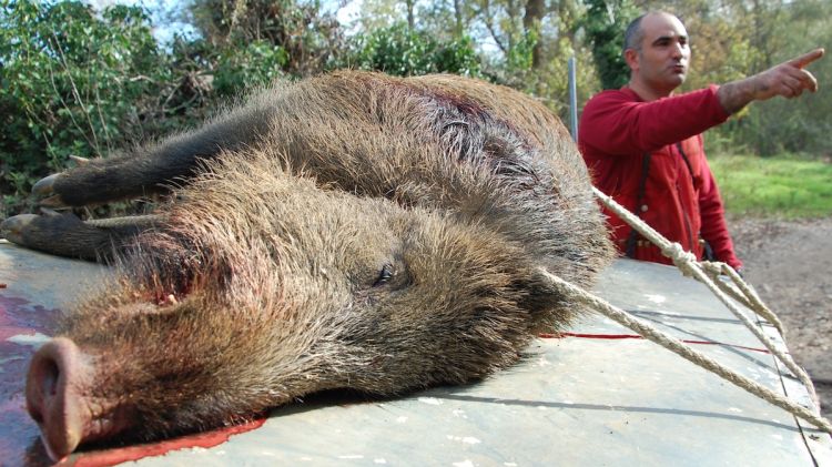 Un senglar abatut per caçadors (arxiu)