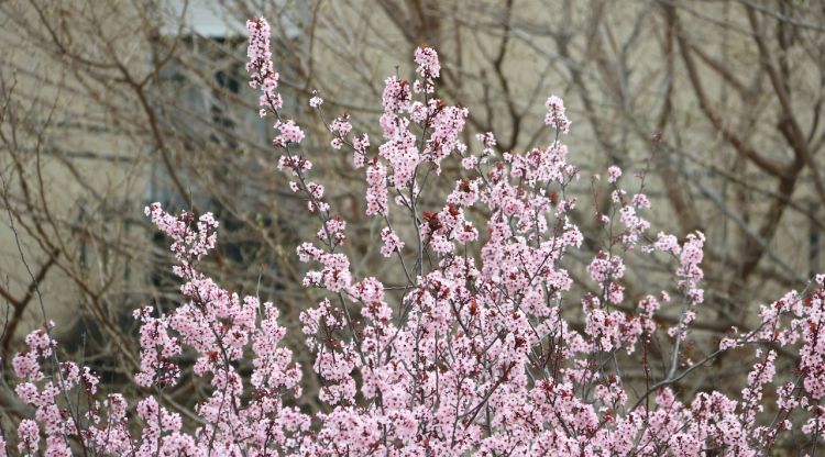 Un arbre florit en els darrers compassos de l'hivern. ACN
