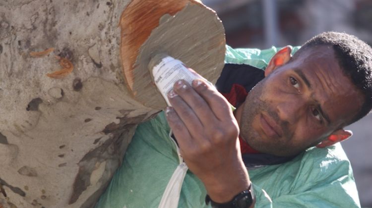 Un treballador immigrant treballant en el trasplantament d'un arbre a Figueres © M.Estarriola