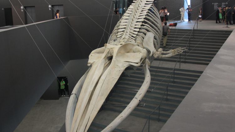 L'esquelet de 20 metres es pot contemplar des de tots els angles i a diferents alçades © ACN