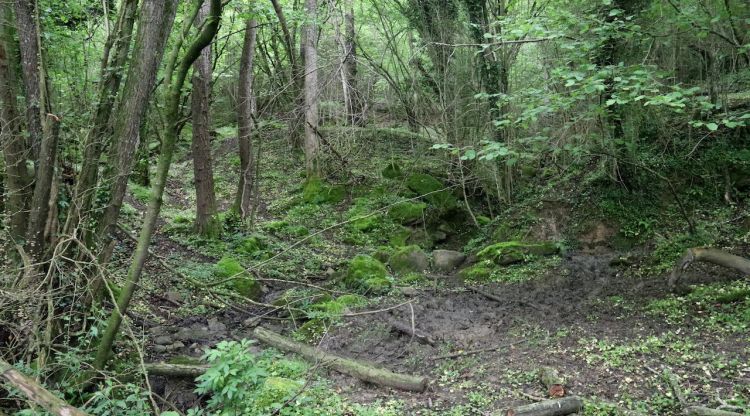 Diversos arbres d'un bosc d'alt valor ecològic a Sant Feliu de Pallerols. ACN