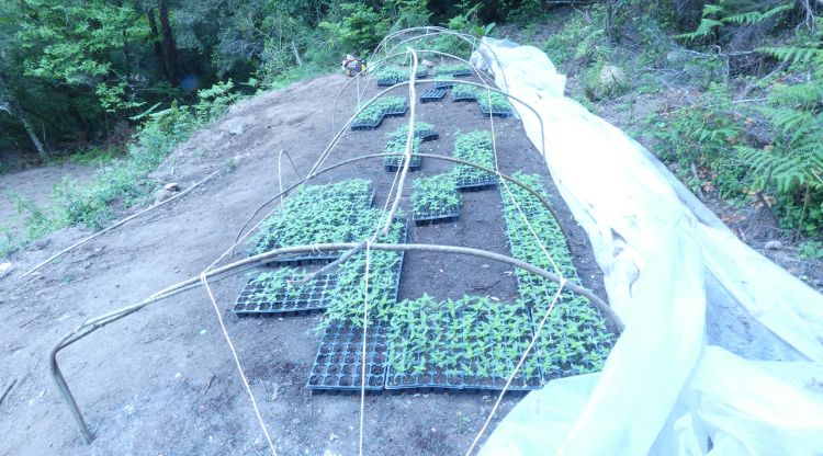 Una part de la plantació que s'ha localitzat a Susqueda