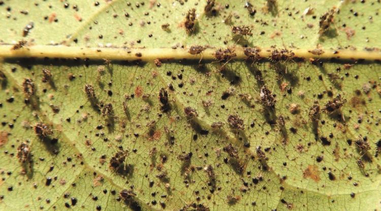 Una fulla recoberta de tigres del llorer, un tipus d'insecte en expansió al continent europeu.