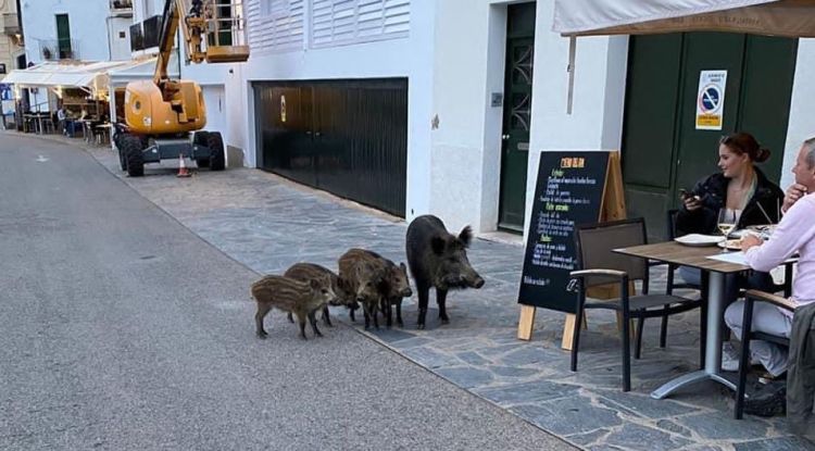 Un grup de senglars passejant per Cadaqués el juny de l'any passat