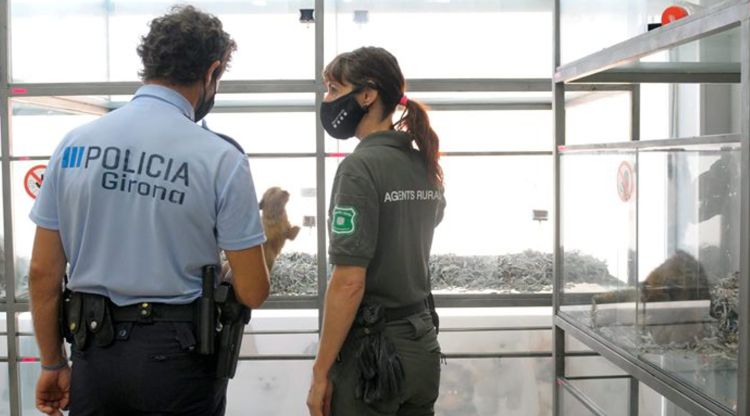Un agent de la Policia Municipal de Girona i una agent dels Agents Rurals en una inspecció en una botiga d'animals de Girona