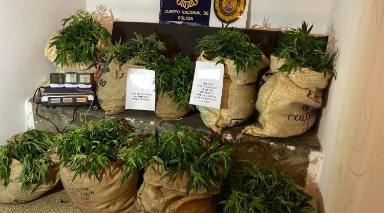 La droga comissada durant l'operatiu en una casa a Platja d'Aro