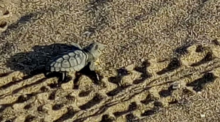 Pla general d'una tortuga babaua a la sorra de la platja de Castelldefels (arxiu)