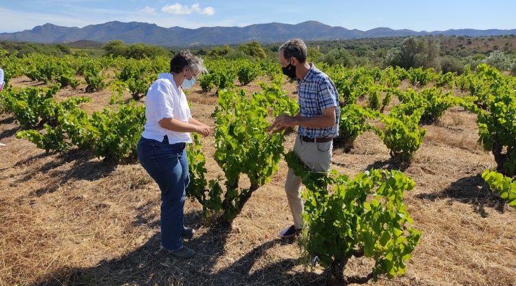 Vinya centenària La Vella, a Rabós d'Empordà, amb el seu propietari Àngel Poch, i l'enòloga Anna Espelt