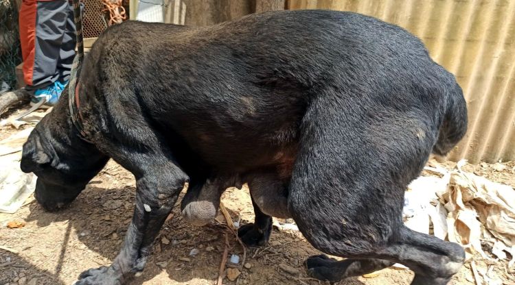 Un dels gossos que el Seprona va rescatar de la finca de Santa Coloma de Farners, on hi havia animals en condicions pèssimes