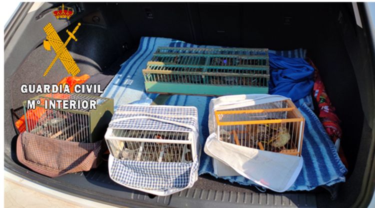 Els disset ocells fringíl·lids que havien capturat els furtius a la zona de l'Alt Empordà