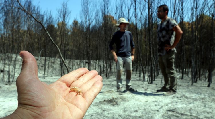 En primer terme, detall d'una muda de cigala; al fons, els dos investigadors de la UdG a la zona cremada de Ventalló. ACN