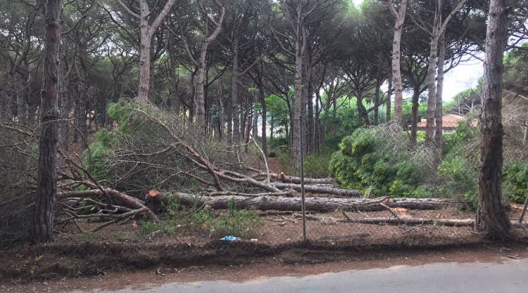 La tala d'arbres a la Pineda de la Fosca de Palamós