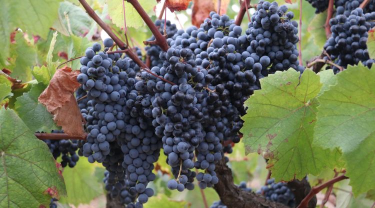 Un penjoll de raïm en una de les vinyes de Calonge. ACN