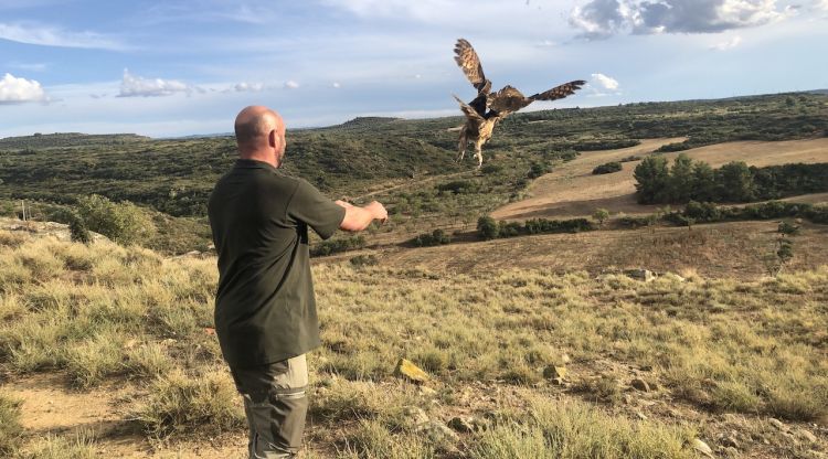 Moment de l'alliberament del duc marcat amb un geolocalitzador a l'espai natural de Mas de Melons