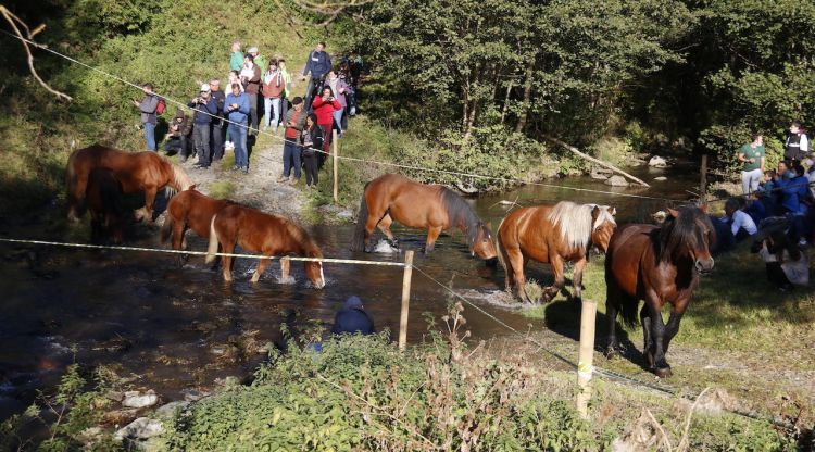 Cavalls creuant el riu a la Tria de Mulats d'Espinavell. ACN