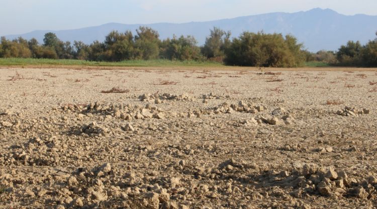 L'estany del Cortalet totalment sec. ACN