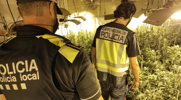 Agents de la Policia Local i de la Policia Nacional durant la intervenció de la plantació de marihuana a Llagostera