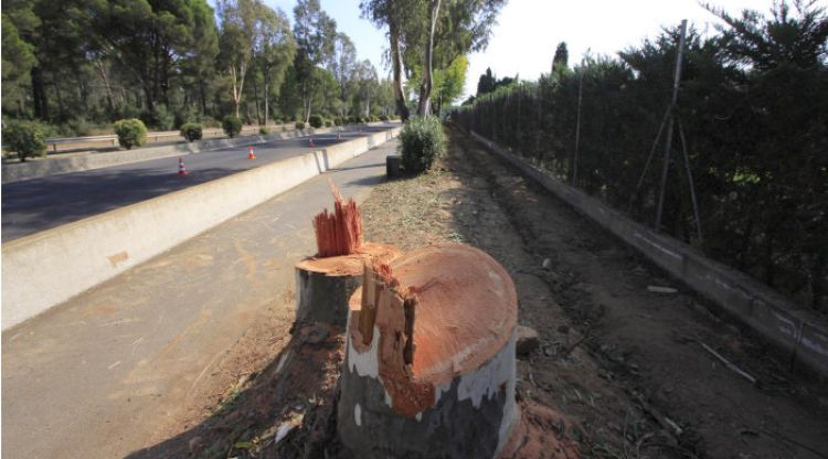 La tala per fer el carril bici de Palafrugell a Calella que les entitats ecologistes denuncien