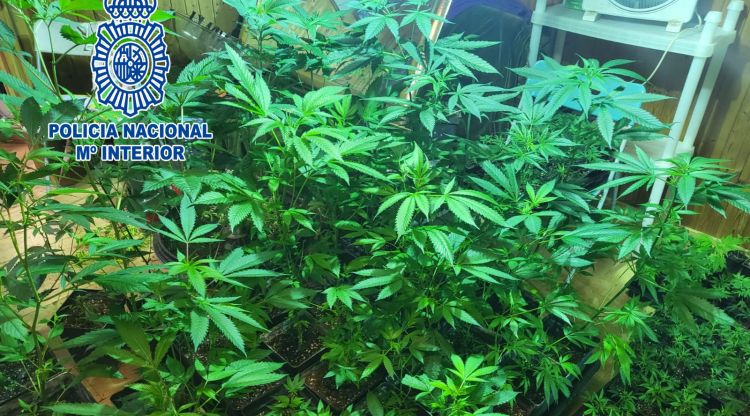 Marihuana intervinguda per la Policia Nacional a Vidreres