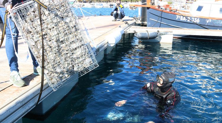 Un submarinista instal·lant un biohub al port de Sant Feliu de Guíxols. ACN