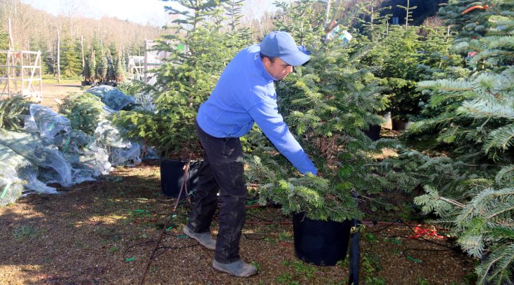 Un treballador d'una finca de les Guilleries on es cultiven arbres de Nadal, traslladant un avet. ACN