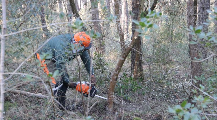 Treballs de prevenció d'incendis a la Duna Continental del Montgrí. ACN