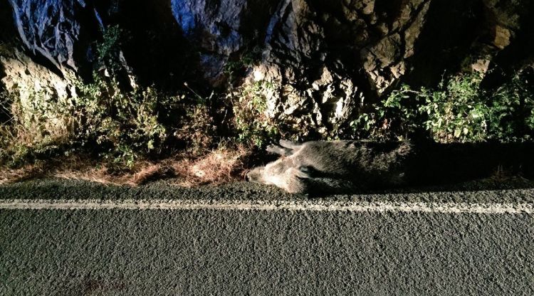 Un senglar atropellat en un accident de trànsit (arxiu)