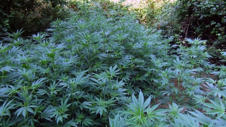 Les plantes de marihuana trobades al mas de Sant Miquel de Campmajor © AG