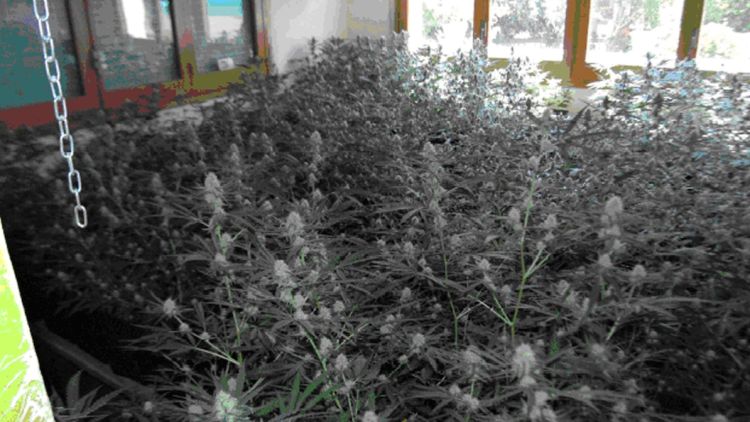 Plantes de marihuana que els Mossos han localitzat a la casa de Maçanet de la Selva © ACN