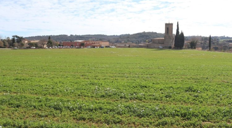 Un dels conreus de Monells que participen en el projecte europeu LIFE AgroForAdapt