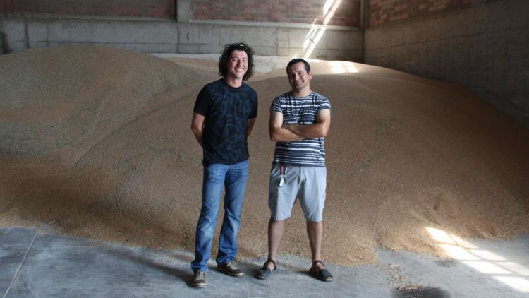 Òscar Palou (esquerra) i Martí Espigoler amb el blat recollit en segon terme © ACN