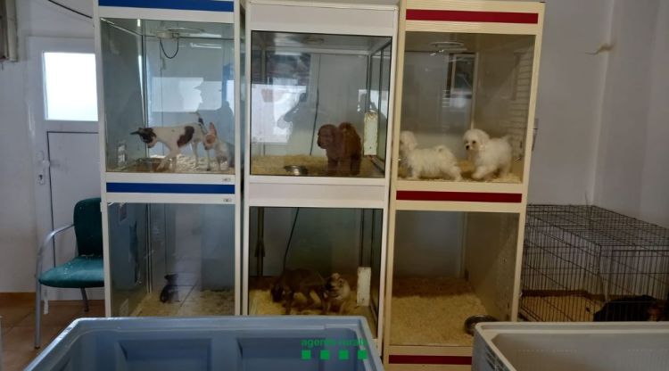 Animals que han quedat immobilitzats arran de la denúncia a un centre de venda i cria del Gironès