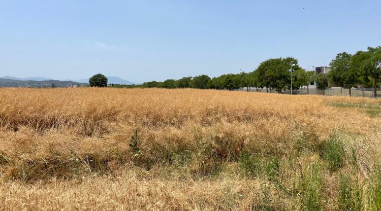 Els terrenys on es construirà el nou Trueta i el Campus de Salut