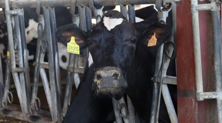 Una vaca de la granja Mas Bes menja cereals i farratge. ACN