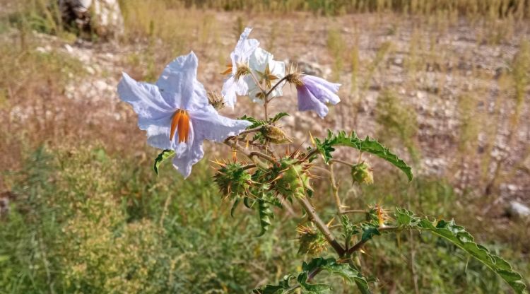 Solanum sisymbrifolium. Josep Gestí