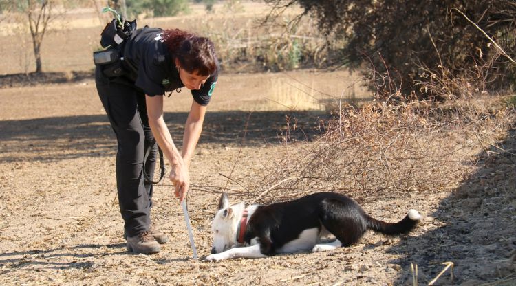 Una agent de la unitat canina dels Agents Rurals amb un dels gossos identificant l'origen d'un foc a Granollers. ACN