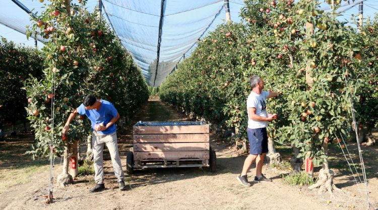 Pla general de dos treballadors de Girona Fruits recollint pomes, aquest matí. ACN