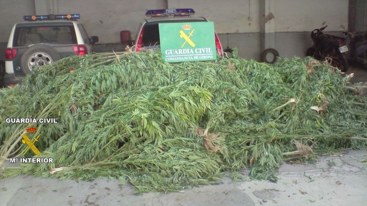 Plantes de marihuana confiscades per la Guàrdia Civil al mas de Cistella © ACN
