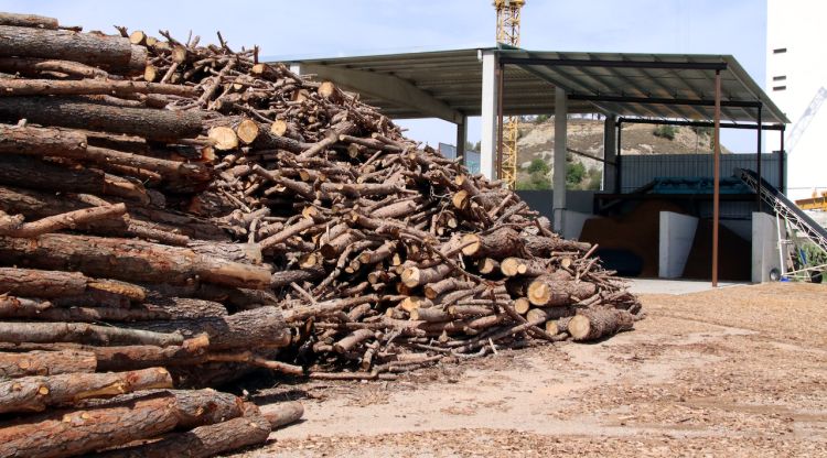 Troncs apilats de diferents mides en una empresa del Ripollès que provenen dels boscos del massís del Montseny. ACN