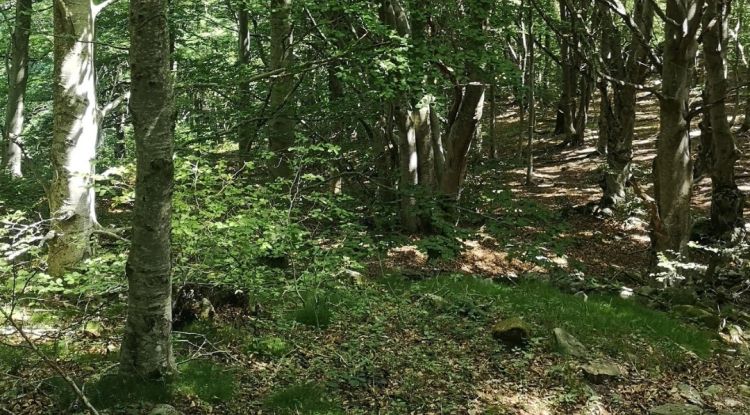 Un bosc de les Salines Bassegoda