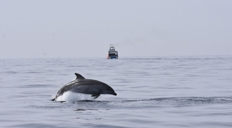 Un dofí mular darrere una barca d'arrossegament. Carla A. Chicote