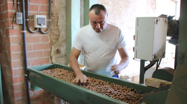 Albert Horta eliminant les avellanes de menys qualitat. ACN