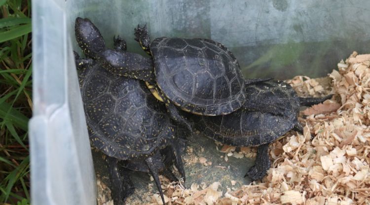 Diverses tortugues d'estany en una capsa abans de ser alliberades a l'hàbitat natural. ACN